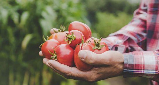 Pomodoro di qualità